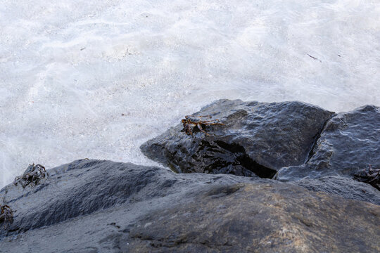 Swift-footed rock crabs Leptograpsus variegatus on rocks, Maldives