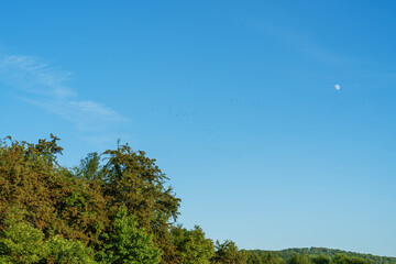Green trees and forest against the blue sky on a summer evening, full moon and flocks of birds in the blue sky, sky panorama, spring pure colors. Photorealistic background copy space