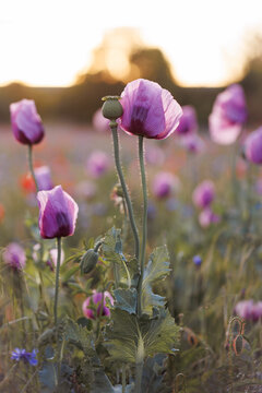 lila Mohn im Feld am Abend