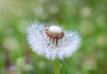 Seeds of Serenity: A Delicate Dandelion's Journey