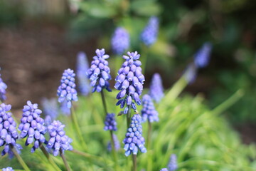 blue flowers in garden