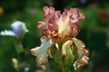 Naklejka na ściany i meble Colorful iris in summer garden