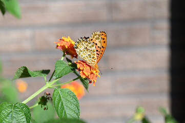ランタナの蜜を吸いに来たオレンジ色の蝶