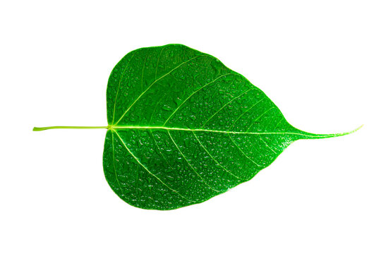 Sacred fig leaf (Ficus religiosa L. , Pipal Tree, Bohhi Tree, Bo Tree, Peepul ) isolated on white background, A leaf with water drops.