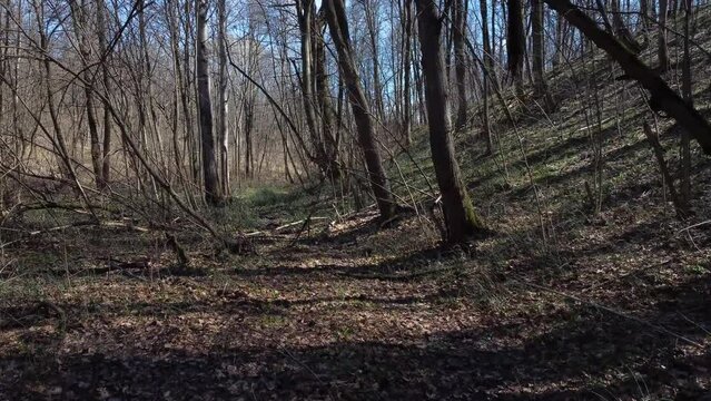 Deep and dark ravine overgrown with forest in spring. Beautiful and gloomy shots from the wild forest.