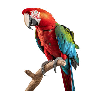 parrot isolated on background with Generative AI