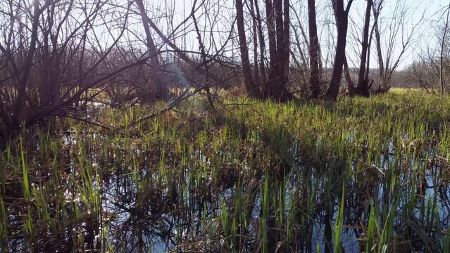 Beautiful sedge swamp in an alder forest in early spring. Shooting in sunny weather from a drone at low altitude