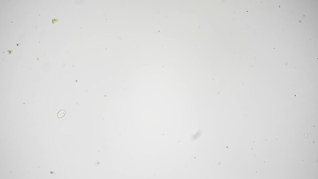 Flatworm with moving fast in water filmed under microscope against bright field background. It is crawling in macro. Studying tiny animals in biological laboratory for viewing its structure and habits