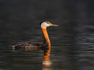 Red Necked Grebe swimming in dark water in Spring