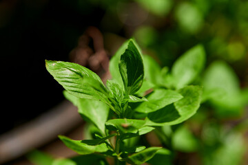 Holy basil leaves 