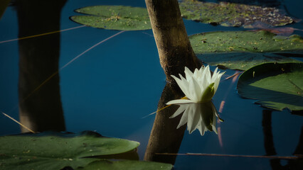 Seerose - Floating  - Flower - Close - Up -  Lily - Water  - Lotus - Beautiful -  Rose - White -...