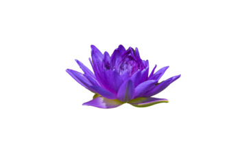 Seerose freigestellt