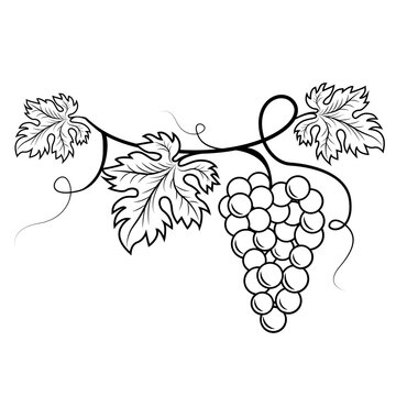 Bunch of grapes vector.  Vine. Grape. Contour vector image of grapes. Grape leaves.