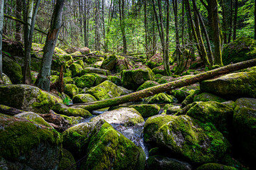 Hiking through 