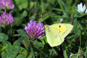 yellow butterfly on a clover flower