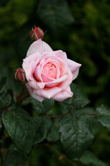 rose in the flowerbed and raindrops