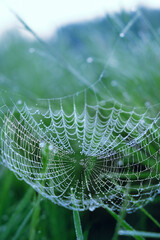 beautiful cobwebs in tiny water drops on meadow, blurred natural green background. atmosphere abstract landscape with spider net in grass. summer season. rainy fresh morning