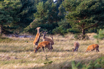 Hirschbrunft an der Oatsee am Darsser Ort.