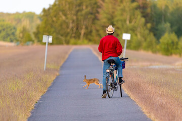 Radfahrer mit Hase am Fahrradweg.