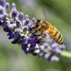 Abeille butinant une fleur de lavande