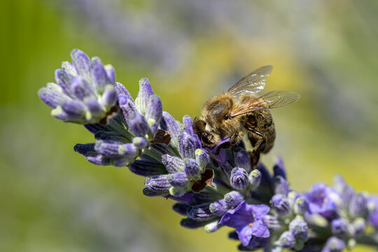abeille butinant une fleur de lavande
