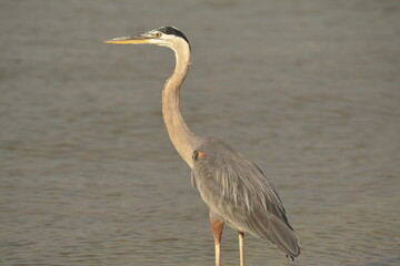 Great Blue Heron standing on a Florida beach