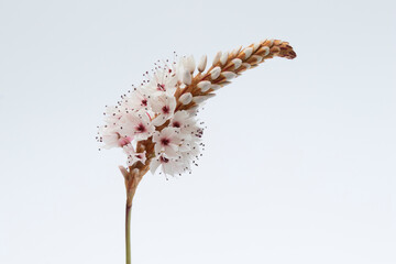 Persicaria affinis ‘Darjeeling Red’