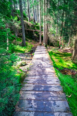 Small Arbersee on the slope of Mount Arber in the Bavarian Forest. Bavaria. Germany.