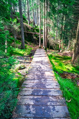 Small Arbersee on the slope of Mount Arber in the Bavarian Forest. Bavaria. Germany.