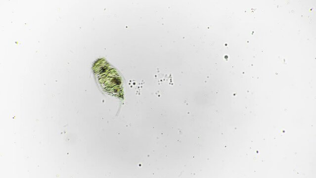 Isolated macro footage of rotifer moving in water and consuming other primitive microorganisms. Protozoa living in pond is swimming and eating filmed under microscope against bright field background