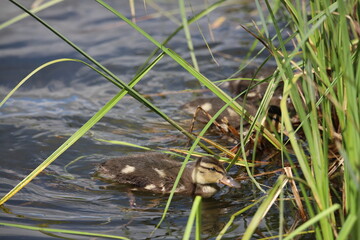 duckling in the pond
