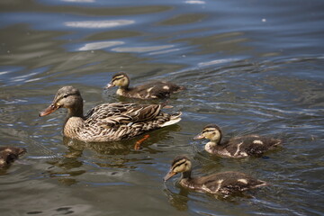 family ducks in the water