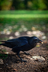 close up of big black crow with a seed in the beak in the ground of a park