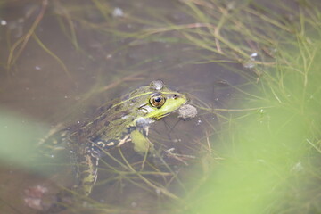 frog in the pond