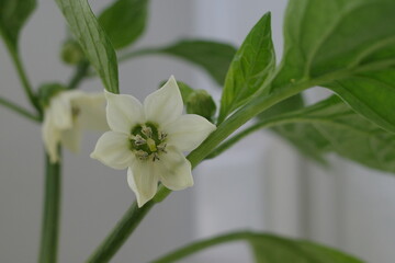 white flower of pepper in the garden 