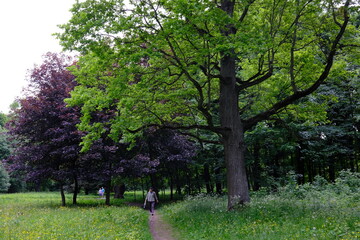tree in the park