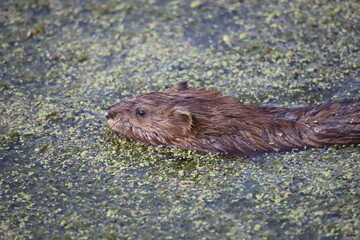 muskrat in the water