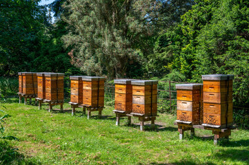 bee hives in the field