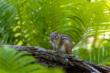 The eastern chipmunk (Tamias striatus) on a meadow. The eastern chipmunk  is a chipmunk species found in eastern North America