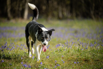 Border Collie Dog walking in Bluebell woods