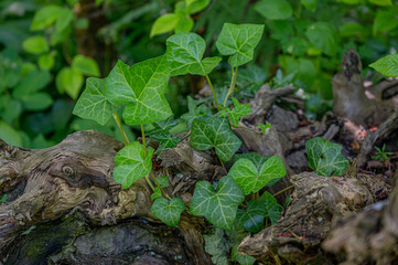 Ivy on tree trunk in forest