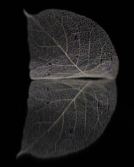 "time for reflection"
"magnolia skeletal leaf reflection time"
"inner look to the soul of white magnolia macro leaf on mirror surface in calm darkness"
