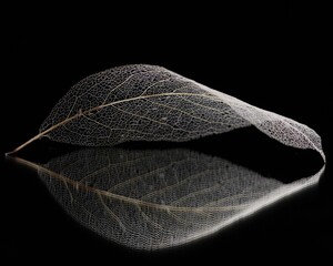 "finding myself" "looking into own soul" "white skeletal magnolia macro leaf resting on surface of mirror"