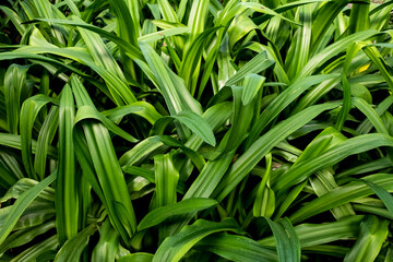 Green grass background. Green grass texture background. Green grass background.