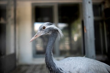 Portrait of a crane in the zoo. Close-up.