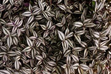 Close up of the leaves of Aglaonema variegata