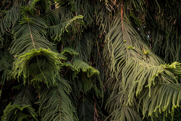 Tropical plants in the botanical garden. Nature background.