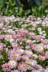 Obraz premium pink flowers in the garden