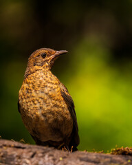common blackbird (female)