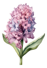 Hyacinth flower watercolor illustration isolated. Generative AI.